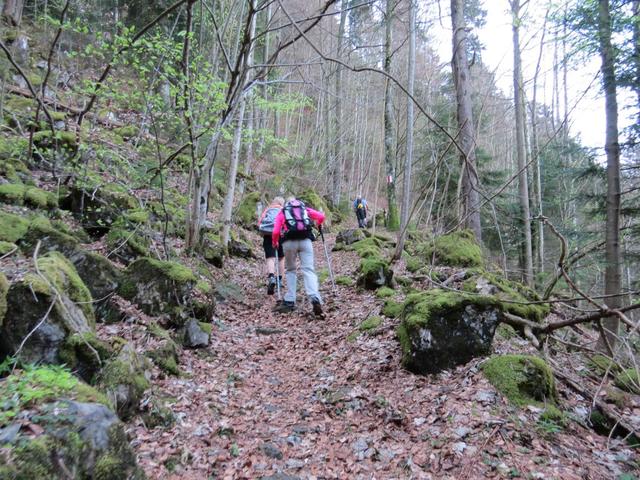 der Waldweg führt nun in südlicher Richtung weiter steil aufwärts