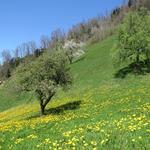 der Bergfrühling immer schön anzuschauen