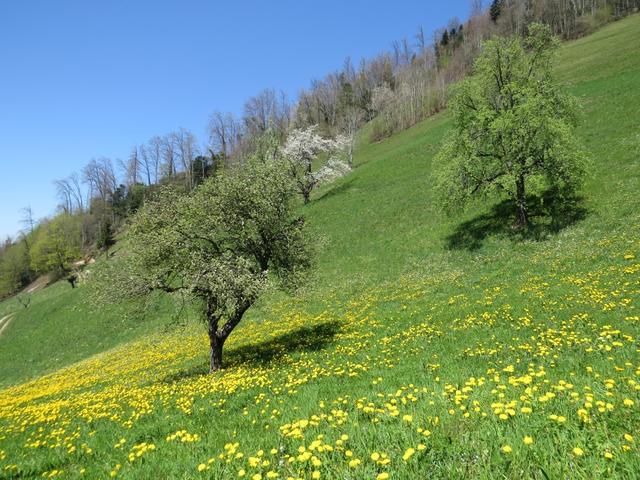 der Bergfrühling immer schön anzuschauen