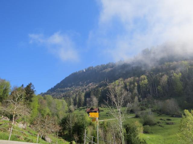 über unsere Köpfe schwebt die Seilbahn von Weggis hinauf nach Rigi Kaltbad