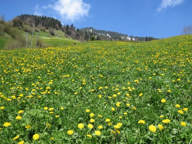 ...und blühende Alpweiden...