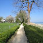 Bodensee Rundweg Etappe 11 Romanshorn - Konstanz 19.4.2019