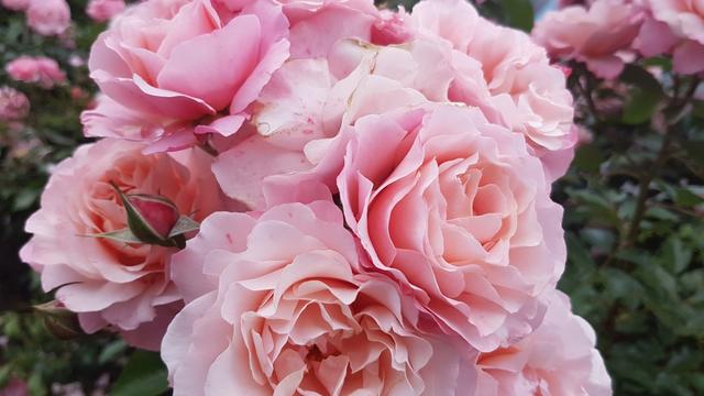 nach dem auspacken, laufen wir in die Altstadt von Lucca, und können schöne Rosen bestaunen