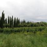 das Gebiet zwischen Lucca und Pistoia ist bekannt wegen seinen unzähligen Baumschulen und Gärtnereien