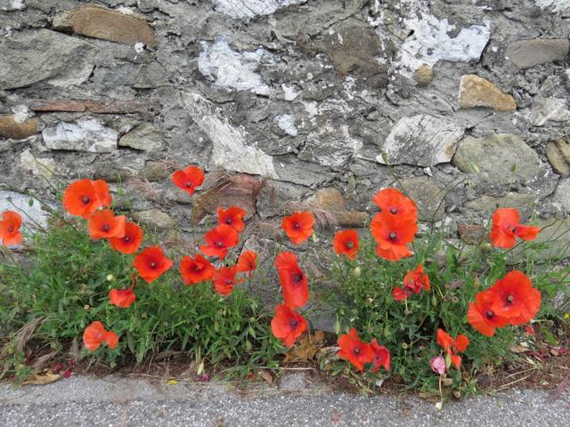 begleitet von Mohnblumen laufen wir Richtung Porcari...