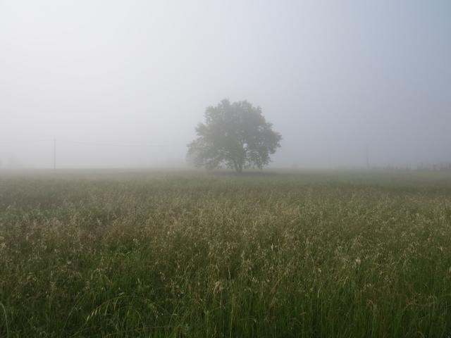 dichter Nebel umgibt uns als wir Altopascio hinter uns lassen