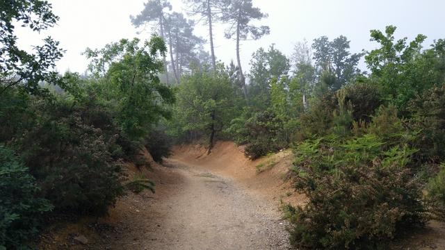 wir haben das Gefühl das wir durch einen Dschungel wandern