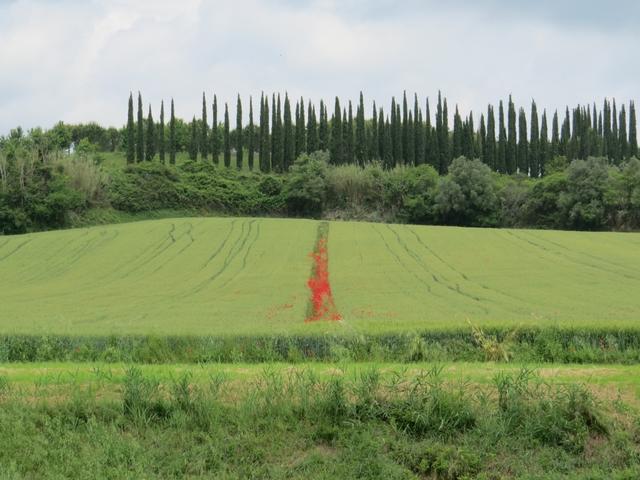 Rot leuchtet der Mohn zwischen den Kornfelder