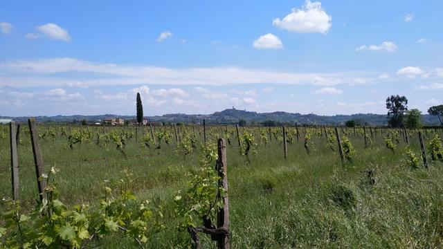 am Horizont gut ersichtlich San Miniato Alto