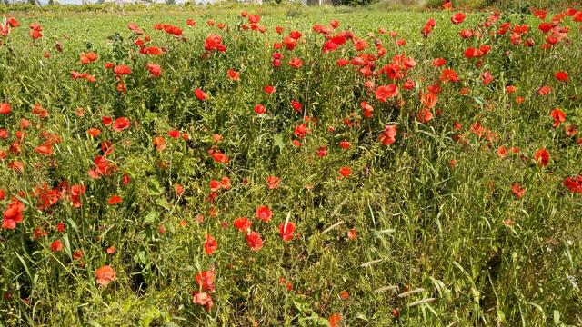 Mohn bei uns in der Schweiz nur noch selten anzutreffen