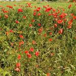 Mohn bei uns in der Schweiz nur noch selten anzutreffen