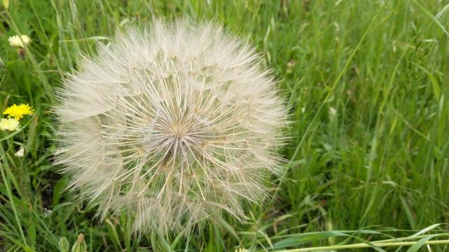 eine riesige Pusteblume am Wegesrand