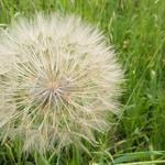 eine riesige Pusteblume am Wegesrand