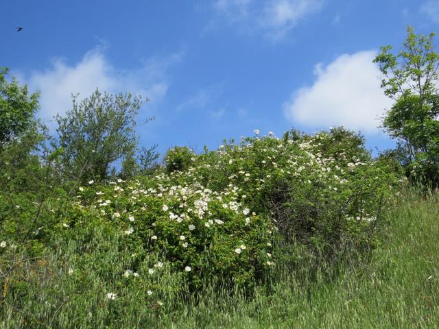 Frühling in der Toskana