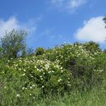 Frühling in der Toskana