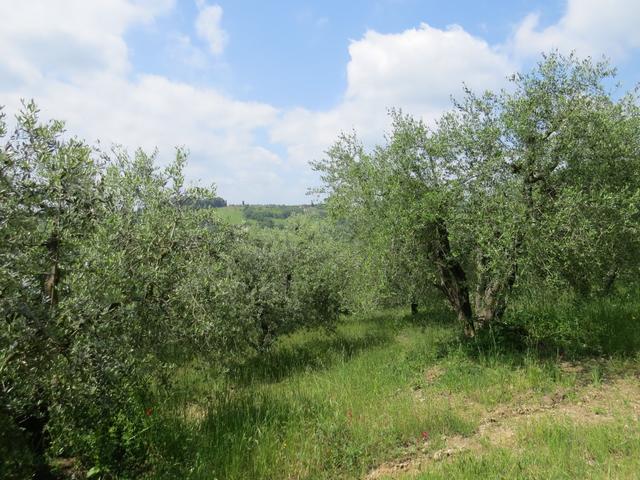 auch die Olivenbäume sind schon in voller Pracht