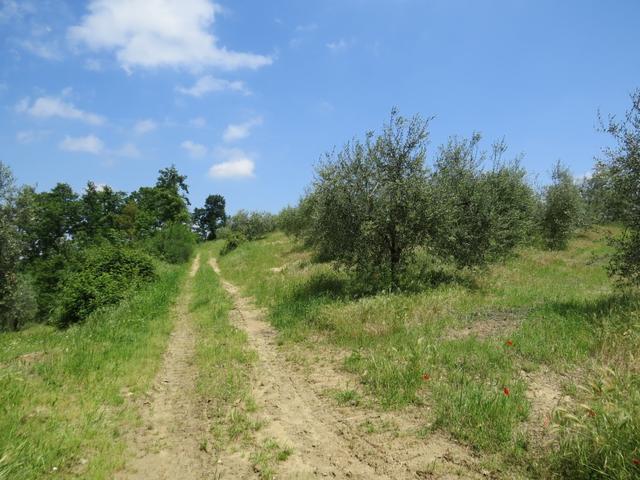 ...treten wir wieder auf freie Feldwege hinaus...