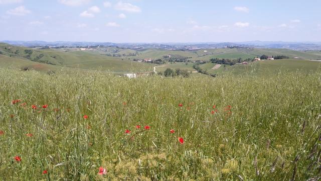 Blick auf die hügelige Landschaft der Toskana