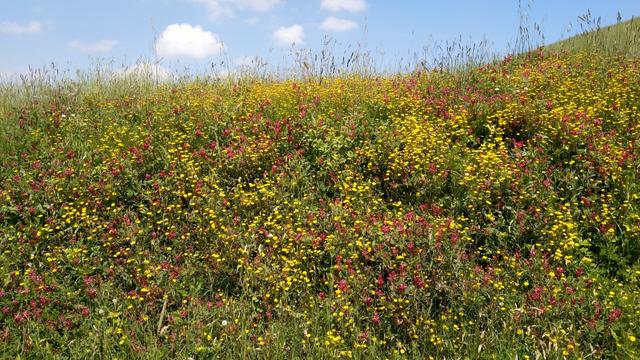 diese Blumenpracht