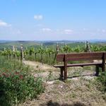 wir erreichen den Hügel und legen bei dieser Bank eine kleine Rast ein, und bestaunen die Chianti-Weinberge