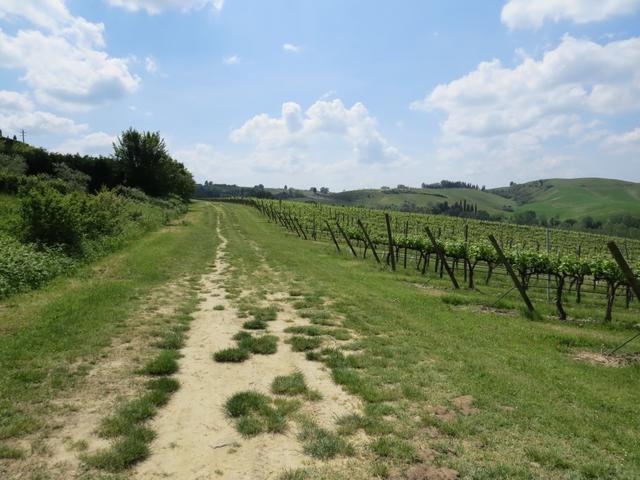 endlose Weinberge