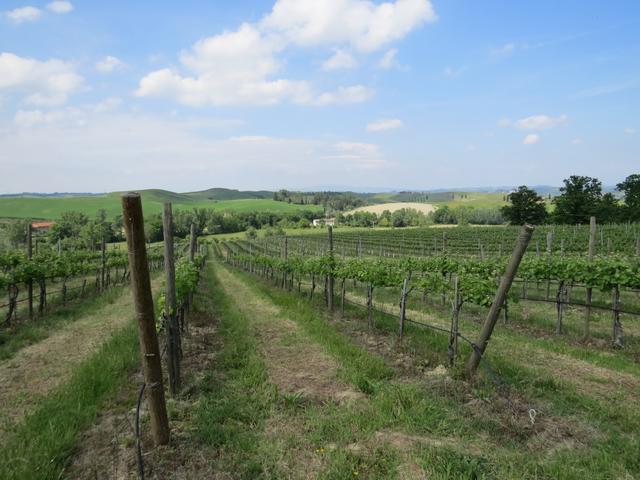 Haupttraube der Region ist der Sangiovese