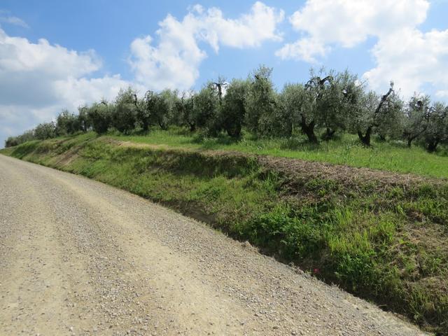 Olivenbäume säumen die Strasse Richtung Chianni