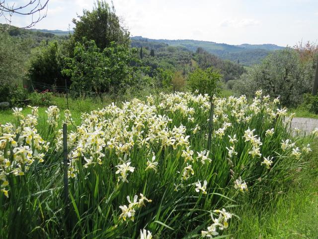 ...auf zauberhafte weisse Lilien