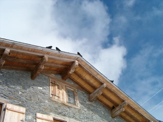 Bergdohlen auf dem Dach