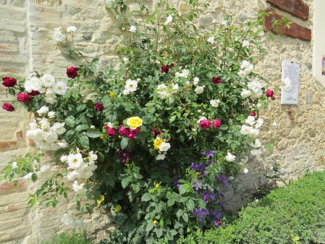 wir bewundern schöne Rosen. Der Höhepunkt was Rosen betrifft kommt aber noch