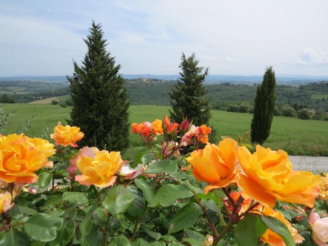 so schöne Rosen. Wir verlassen die Fattoria und erreichen nach ein paar Meter...