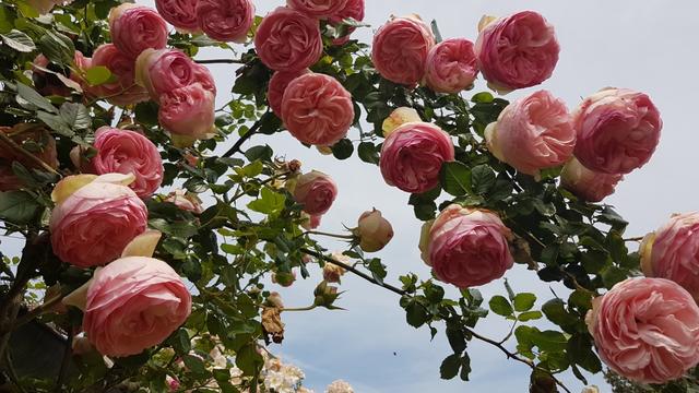 diese Rosen haben wir auf dem Jakobsweg in Frankreich kennengelernt