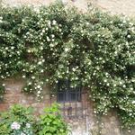 wir können es fast nicht fassen. Tausende von Rosen können wir bestaunen