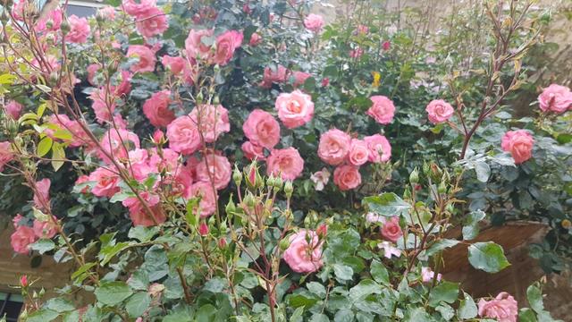 Rosen und Blumen soweit das Auge reicht