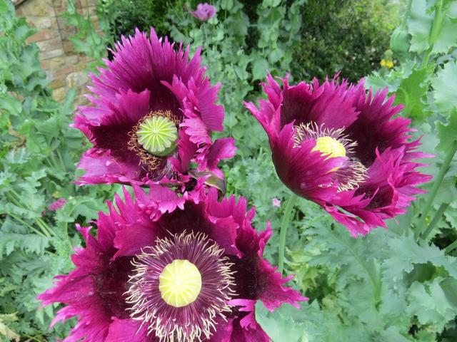 riesiger Mohn ist auch ersichtlich