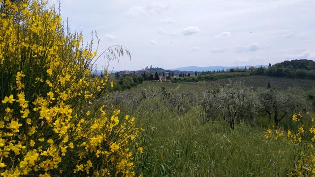 wir nähern uns mit herrlichen Blicken auf San Gimignano 