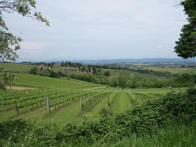 was für eine traumhafte Aussicht auf die Weinberge der Umgebung...