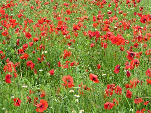 roter Mohn soweit das Auge reicht