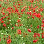 roter Mohn soweit das Auge reicht