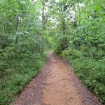 durch dichten Wald geht es weiter Richtung Abbadia Isola