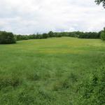 in dieser Region hat es wieder mehr Felder als Reben
