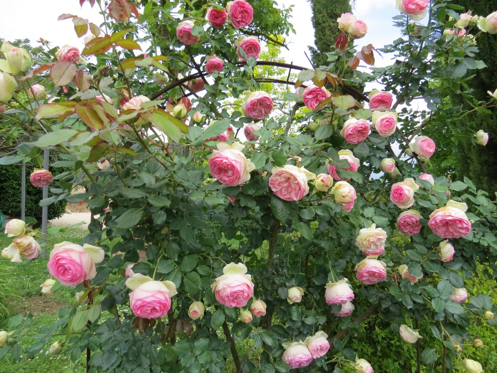 genau diese Rosen haben wir auf unserem Gartensitzplatz