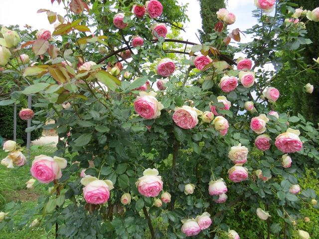 genau diese Rosen haben wir auf unserem Gartensitzplatz