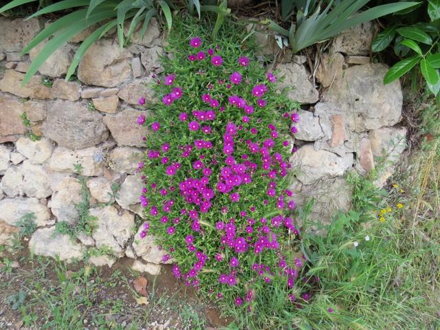 schöne Mittagsblumen. Solche Blumen haben wir auch auf dem Gartensitzplatz