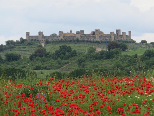 über Mohnfelder grüsst Monteriggioni