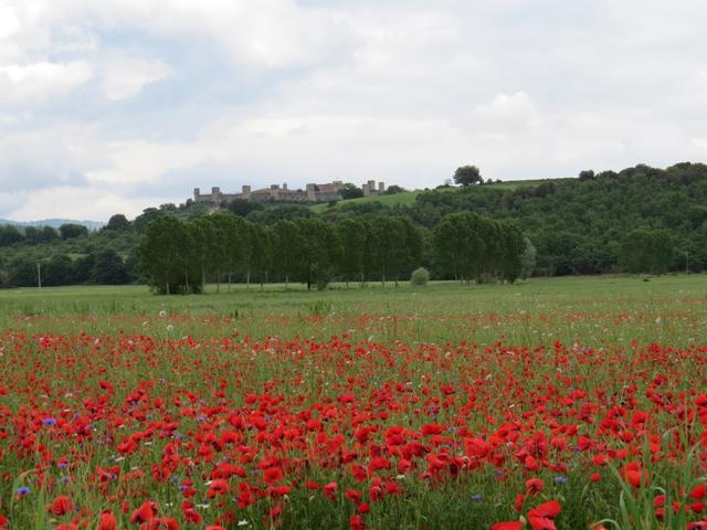 was für ein herrlicher Blick zum auf dem Hügel thronenden Stätdchen Monteriggioni