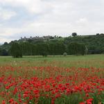 was für ein herrlicher Blick zum auf dem Hügel thronenden Stätdchen Monteriggioni