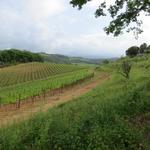 rechts von uns ein schöner Rebberg