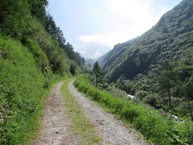 wir befinden uns nun oberhalb der Baumgrenze und wandern auf gleicher Höhe wie die uns entgegenfliessende Binn taleinwärts...