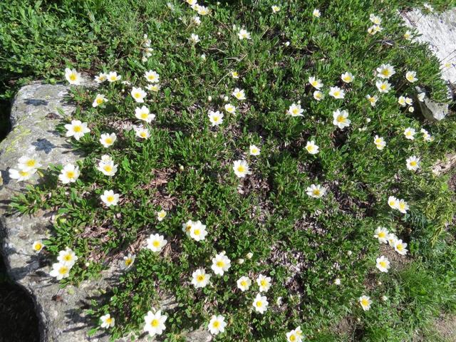 der Bergfrühling immer schön anzuschauen. Hier schöner Silberwurz